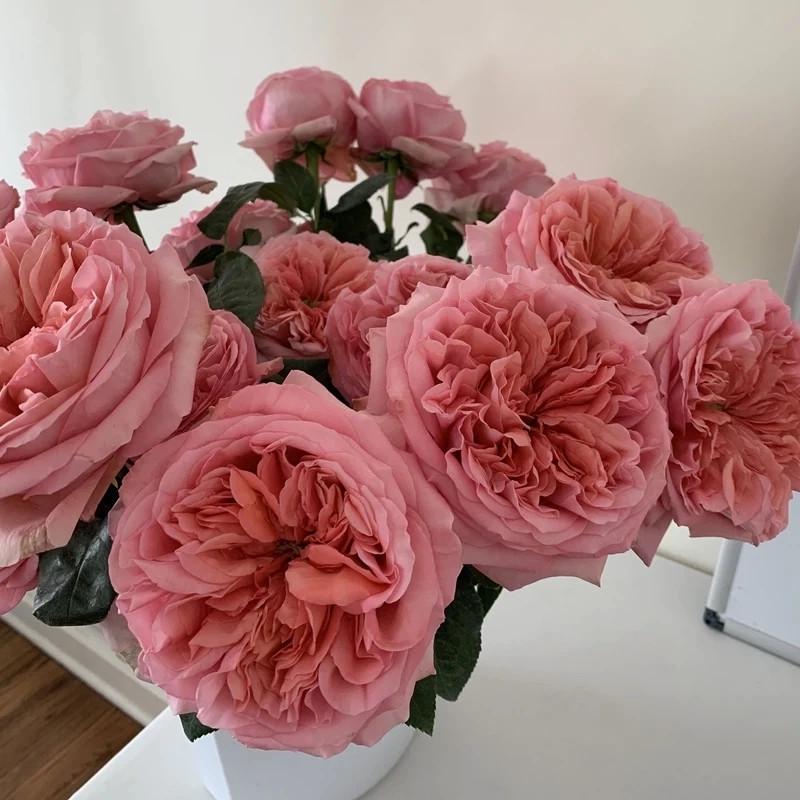 Роза Pink Expression Чайно-гибридная (2669458516)