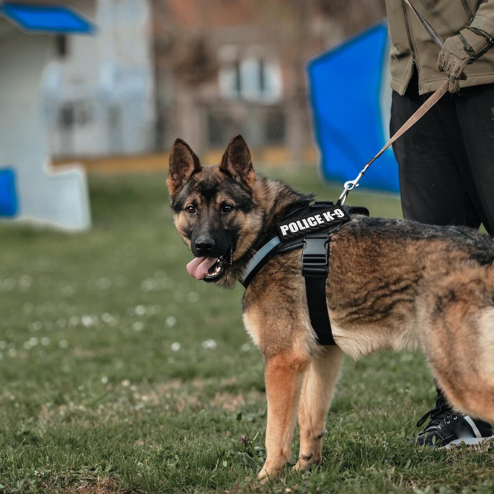 Набір шевронів на лупучці K-9 для кінологів 3 шт. (24074) - фото 11