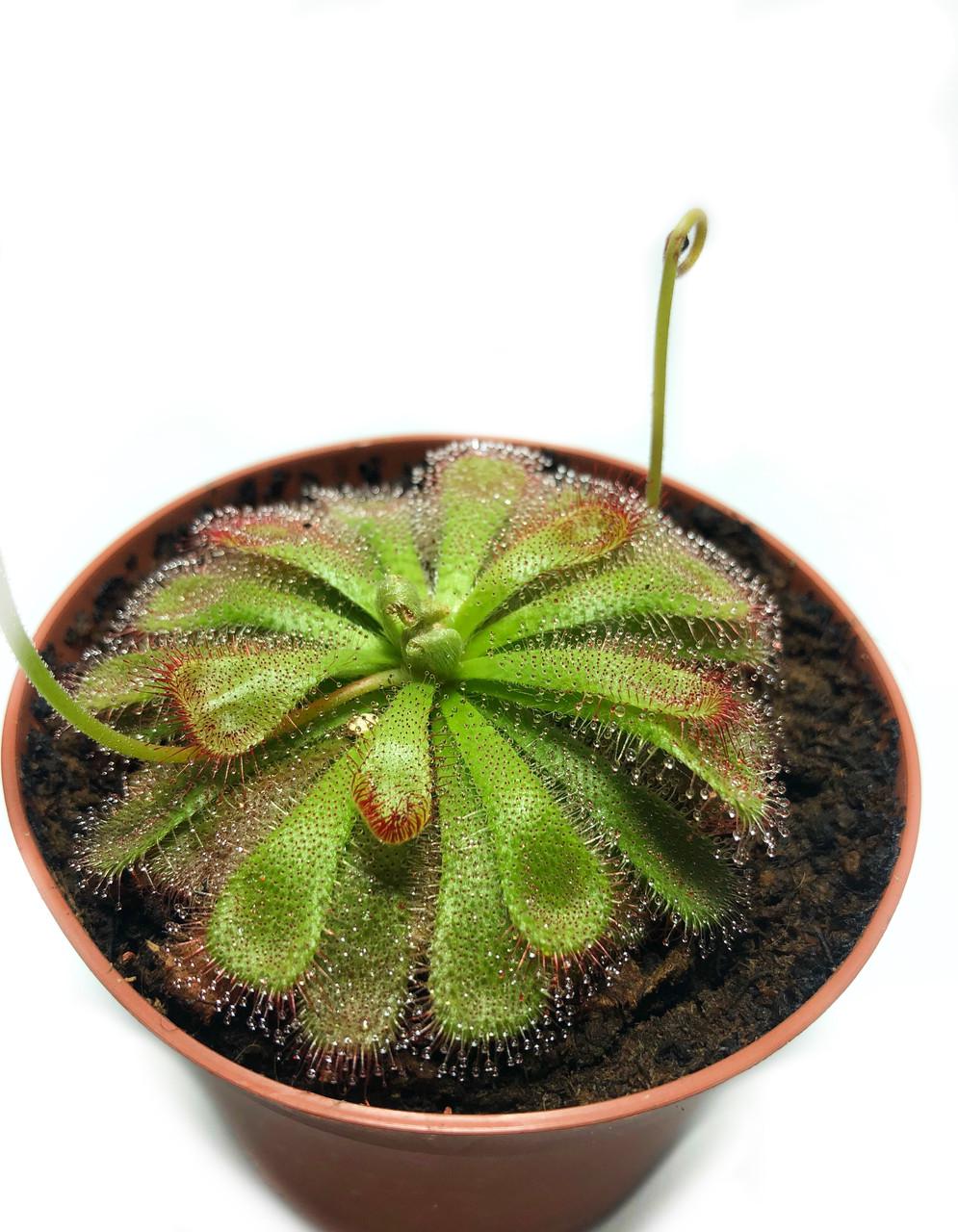 Рослина хижак росичка Алісія AlienPlants Drosera Aliciae розмір М (SUN0012CP)