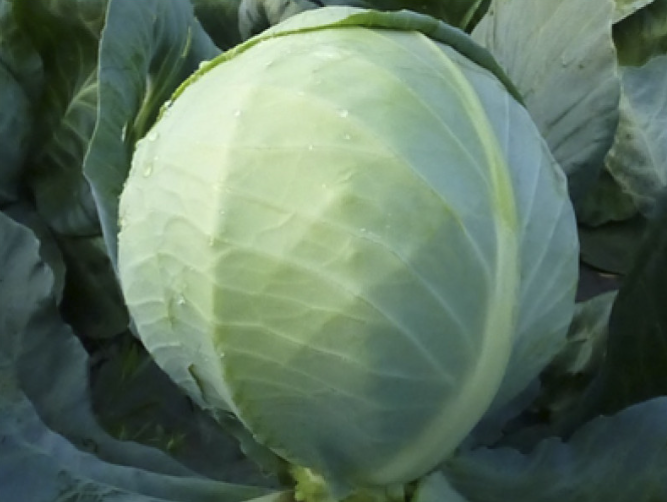 Насіння Капуста білокачанна Новатор F1 Syngenta ТД Гекса-Україна 01-06-092 2500 шт. (IR02588)