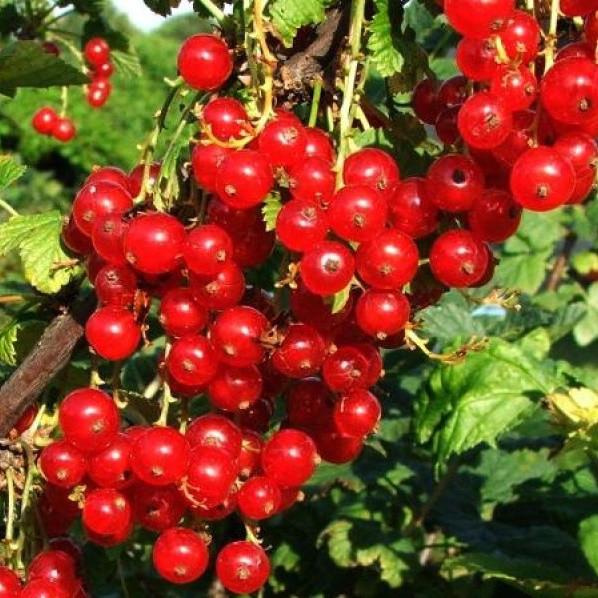 Саженец смородины красной Уральская Красавица средняя (644544182) - фото 2 Саженец смородины красной Уральская Красавица средняя (644544182) - фото 2