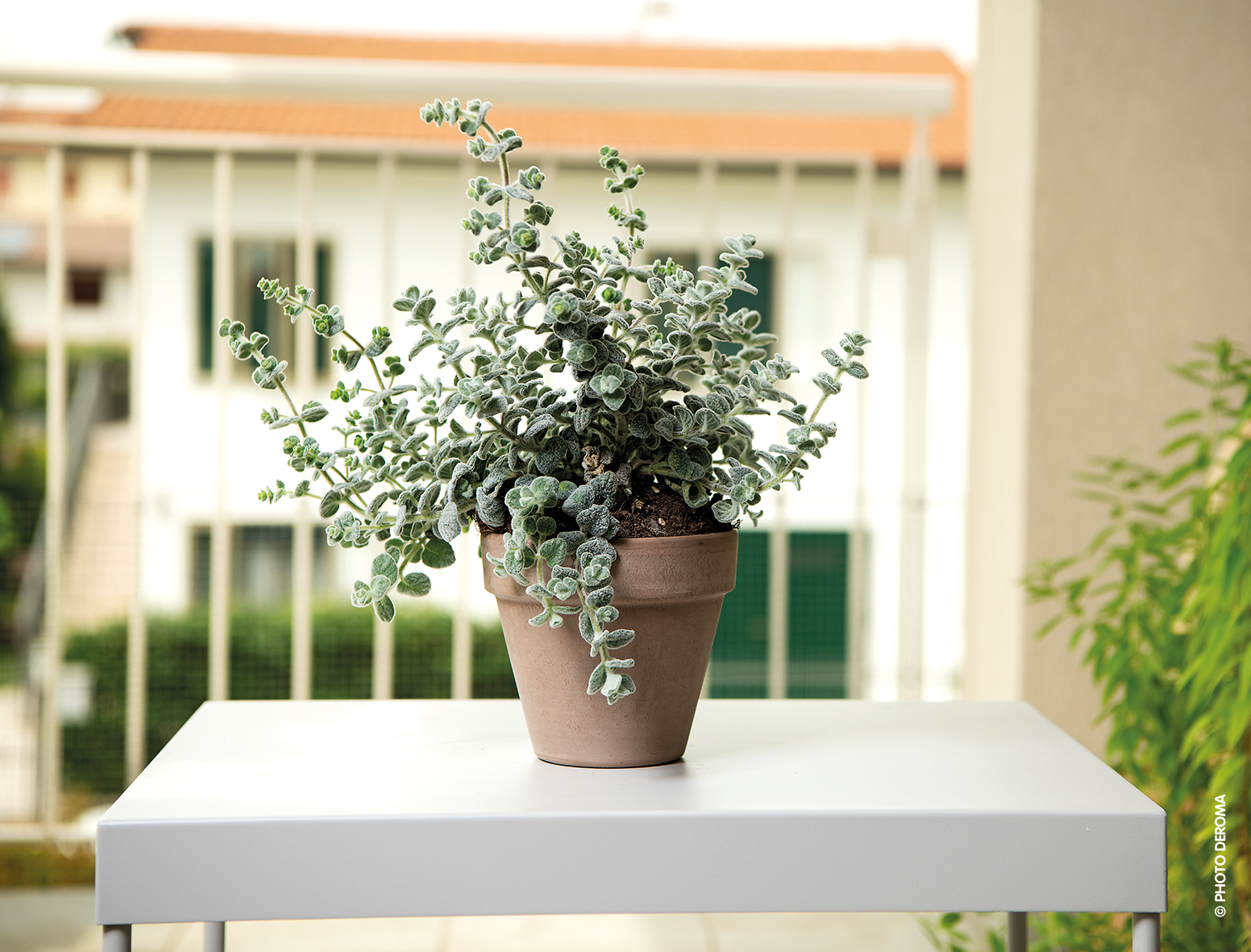 Горщик з піддоном DEROMA гладкий 18х19 см 2,9 л Мокко (000006647) - фото 2 Горщик з піддоном DEROMA гладкий 18х19 см 2,9 л Мокко (000006647) - фото 2