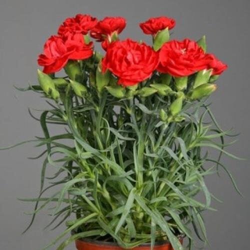 Семена цветов Гвоздика Шабо Lillipot Scarlet Sakata 25 шт. (BN06627-3)