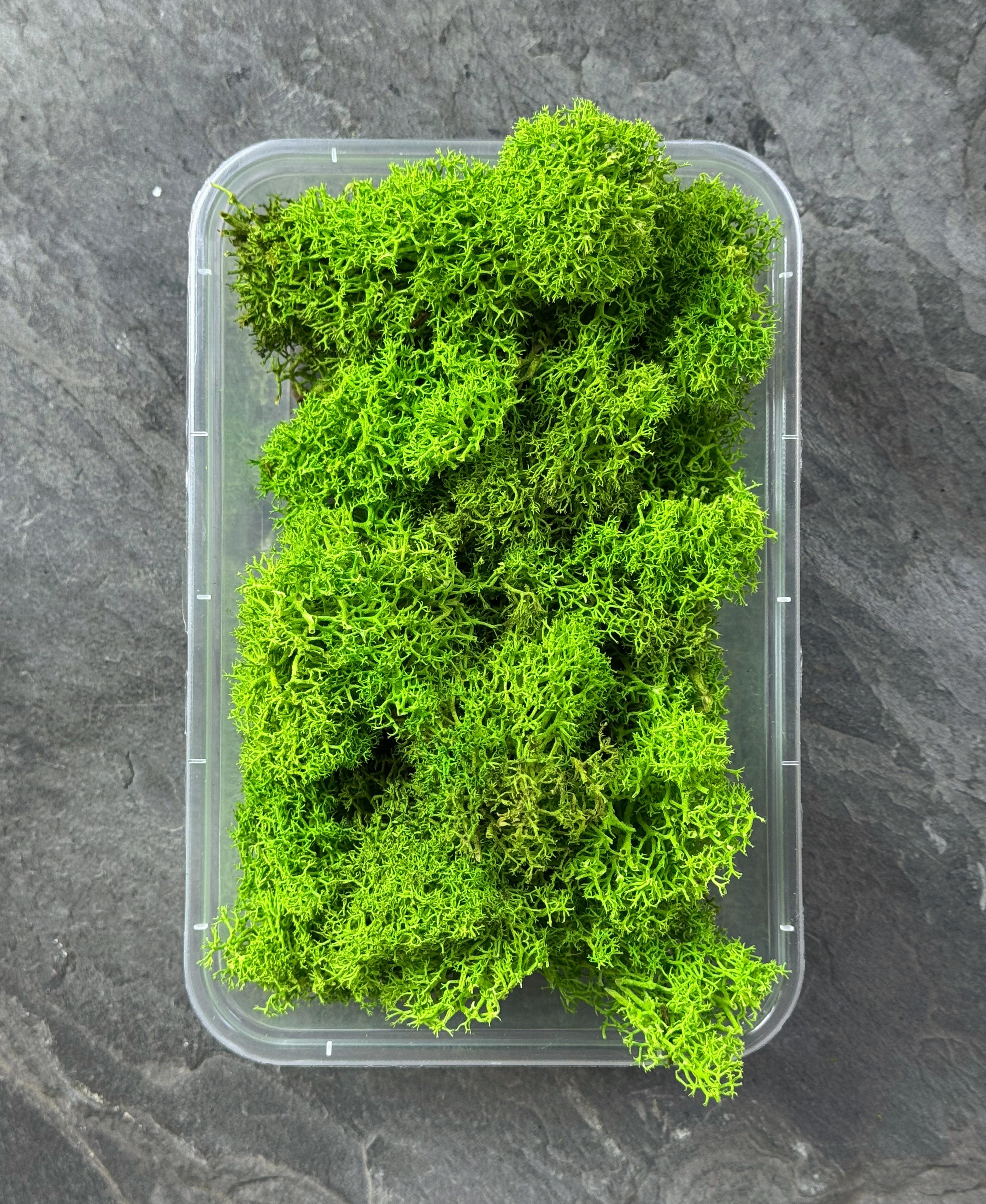 Мох ягель стабилизированный Premium без шапочек 30 г Светло-зеленый