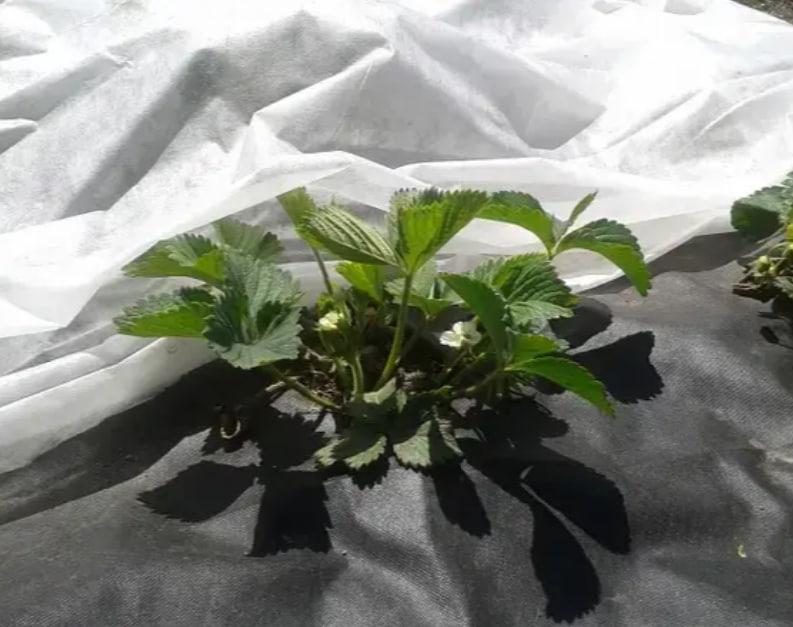 Агроволокно Shadow 1,07 х 50 м Черно-белый (iz16936) - фото 3 Агроволокно Shadow 1,07 х 50 м Черно-белый (iz16936) - фото 3