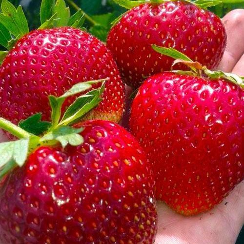 Сажанец Клубника ярко-красная Планета Planet премиальный ремонтантный сорт высокоурожайная 5 шт. (48180)