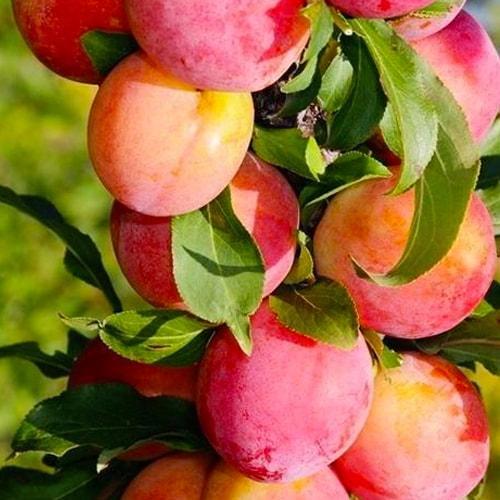 Сажанец Слива колоновидная Мирабелла Эксклюзив (21346)