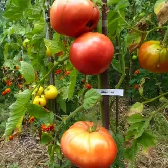 Томат Альманс Almansa 5 шт./5 пак. (38297415)