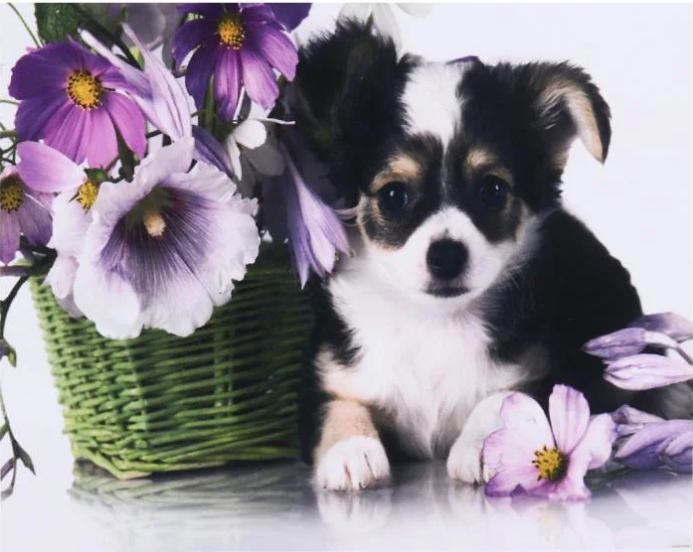 Алмазна мозаїка за номерами Josef Otten Цуценя 60433 30x40 см (MTT-178059)