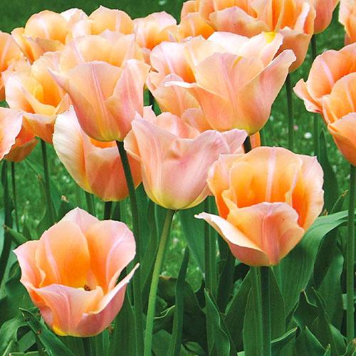 Тюльпан Florium Apricot Beauty (11076) - фото 3