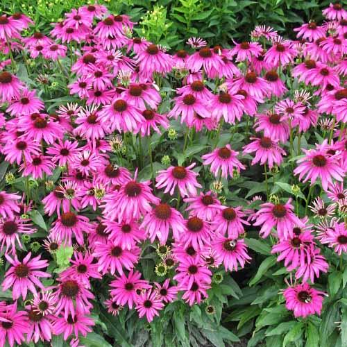 Насіння Ехінацея пурпурова Старлайт Florium - фото 2 Насіння Ехінацея пурпурова Старлайт Florium - фото 2