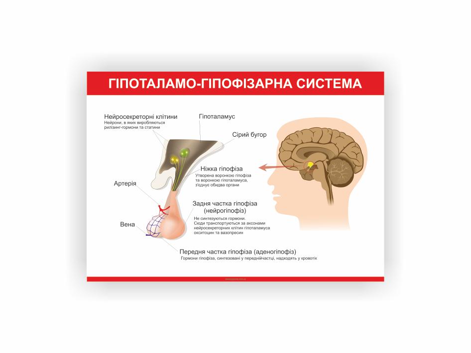 Плакат Vivay Гипоталамо-гипофизарная система 60х80 см (25649931)
