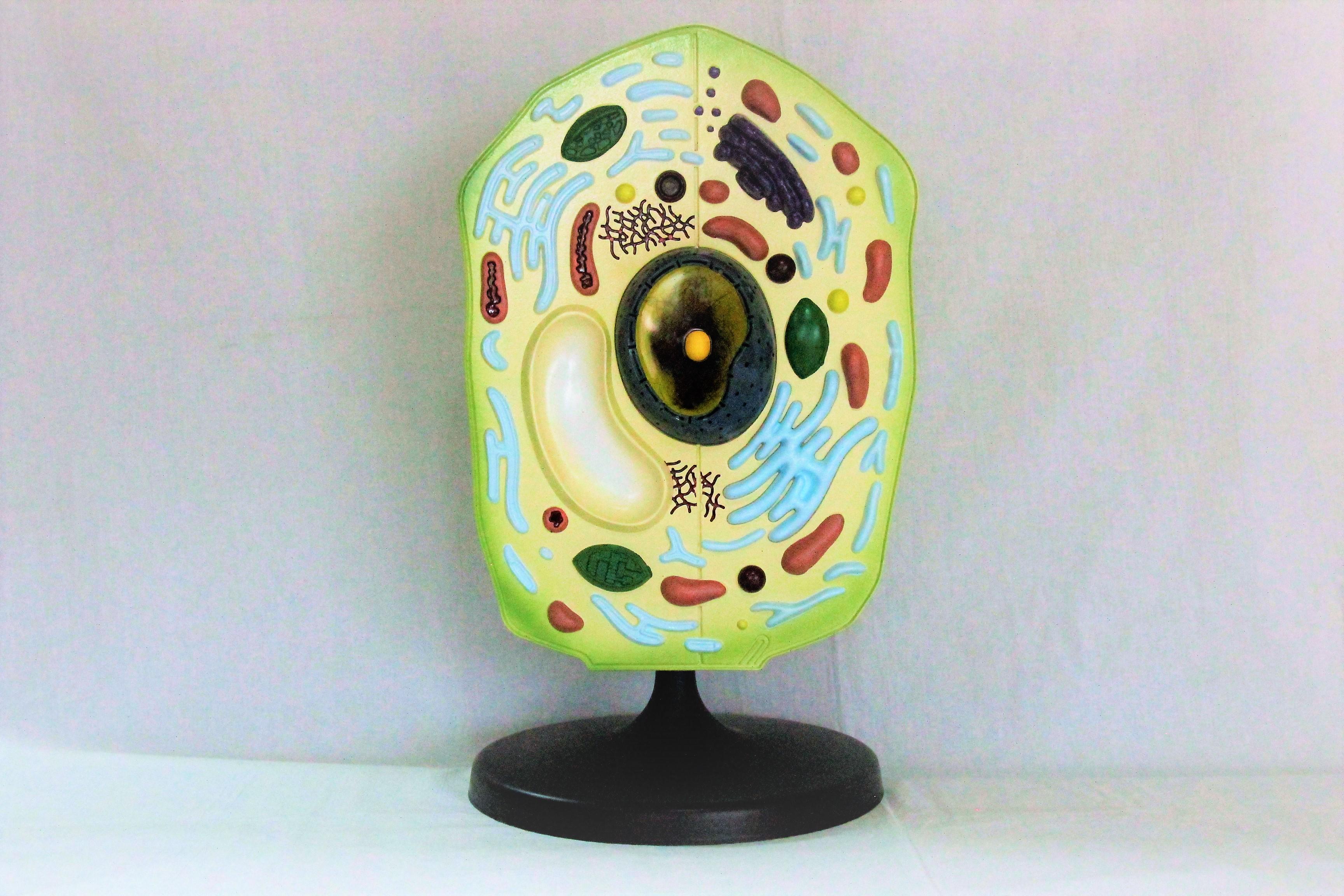 Макет рослинна клітка Руді пластикова 48х27х26 см (Б006у) - фото 2