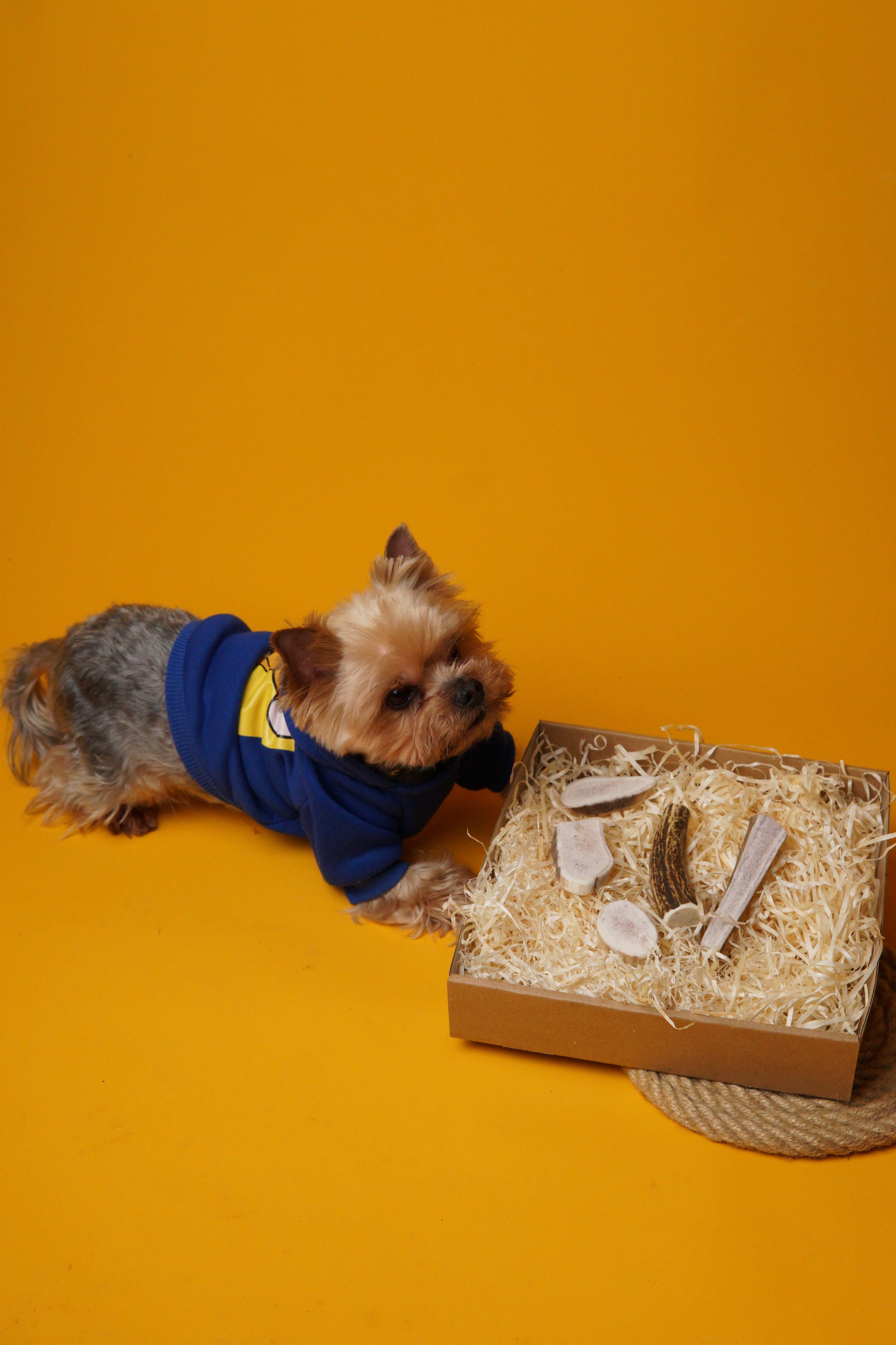 Сплит из рога оленя DogsRogs S 10 см (SplitS) - фото 4 Сплит из рога оленя DogsRogs S 10 см (SplitS) - фото 4