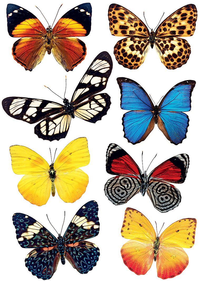 Декоративная наклейка Арт-Декор 24 Бабочки 50х70 см (2000000480756)