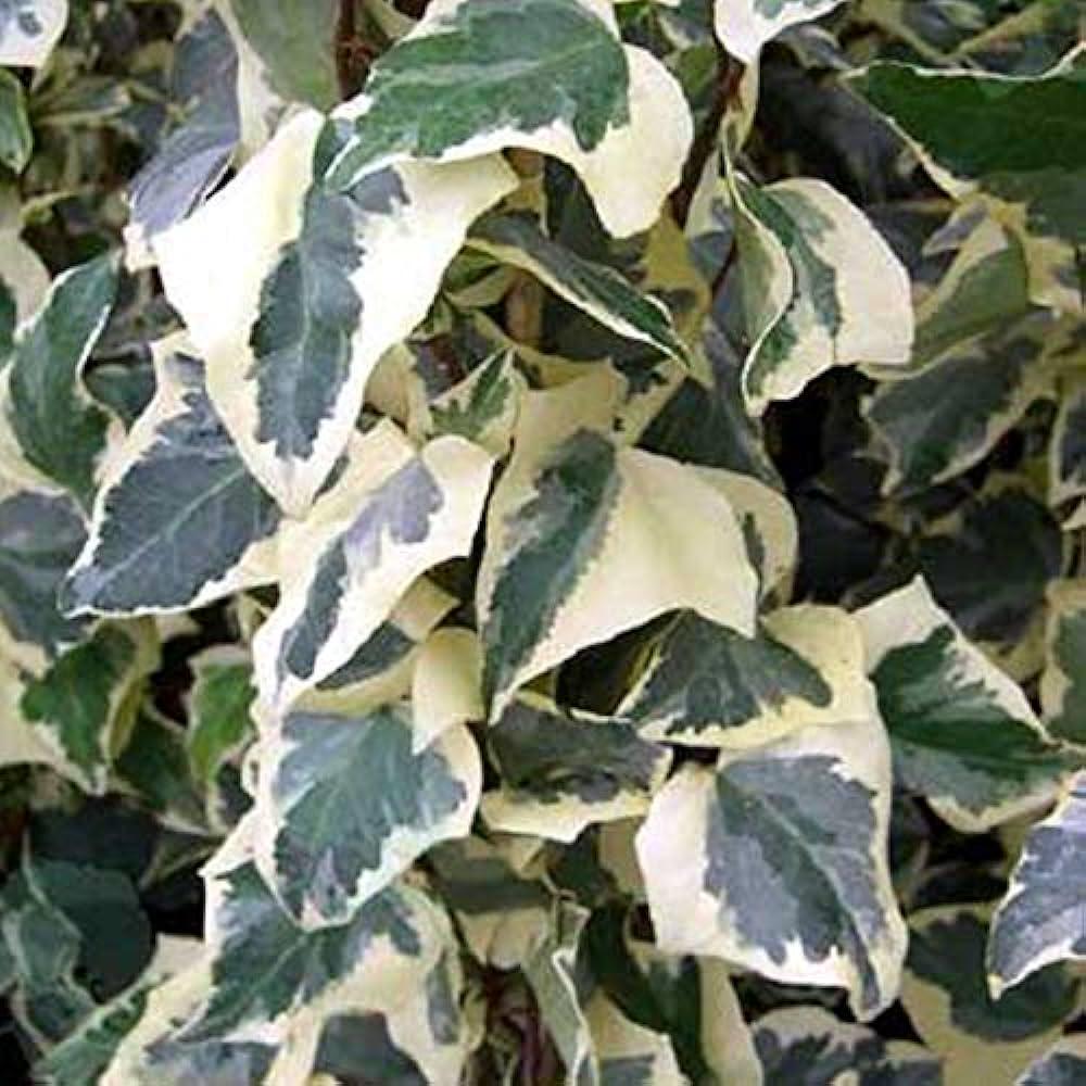 Плющ Глория-де-Маренго Hedera Gloire de Marengo 3 шт. (38294561)