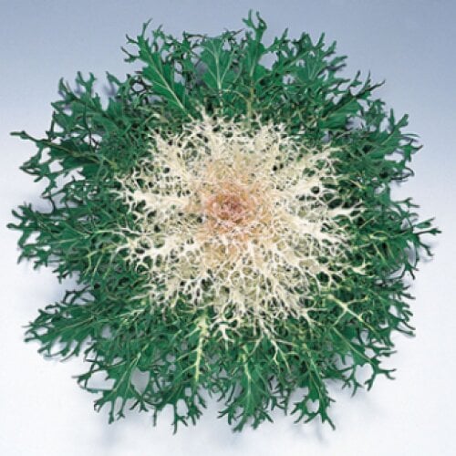 Семена цветов Капуста декоративная Peacock F1 White Takii seed 500 шт. (BN08714-2)