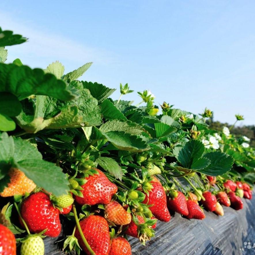 Саженец клубники Verdi средне-ранняя (1541797381) - фото 4