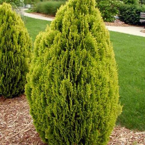 Саджанець туї східної Аурея Нана в горщику р9 (2040366770)