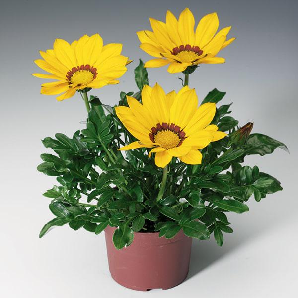 Семена Газания жестколистая Gazoo Yellow with Ring ТД Гекса-Украина 02-01-578 100 шт. (IR003222)