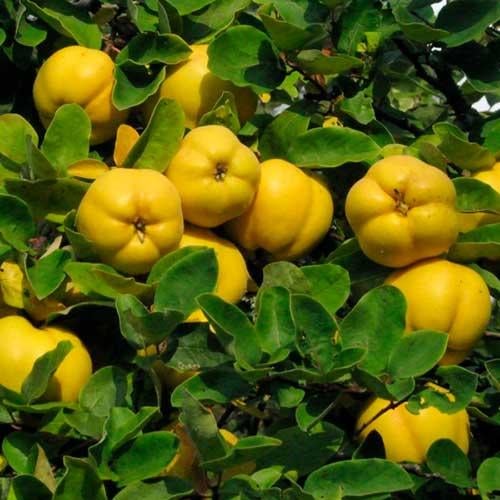 Саджанець айви Мускатн Осінній середньостиглий сорт (2075108538)