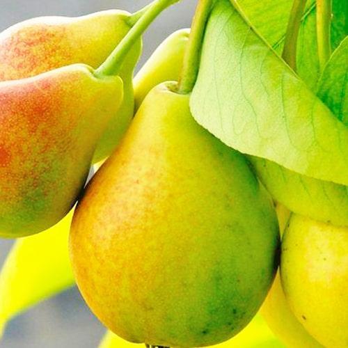 Сажанец Груша Дельбарью осенний сорт/средний срок созревания (35802)