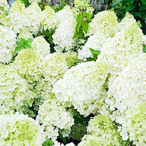 Гортензия Florium Polar Bear (10360)