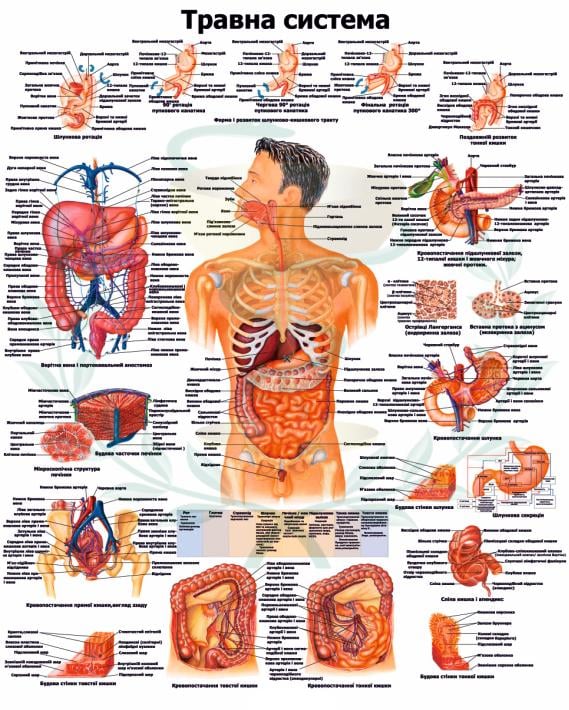 Анатомический плакат Пищеварительная система 67x86 см (0007)