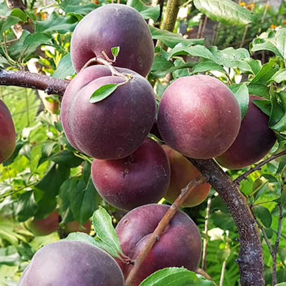 Саженец абрикоса Черный Принц 2-летний (14965781)