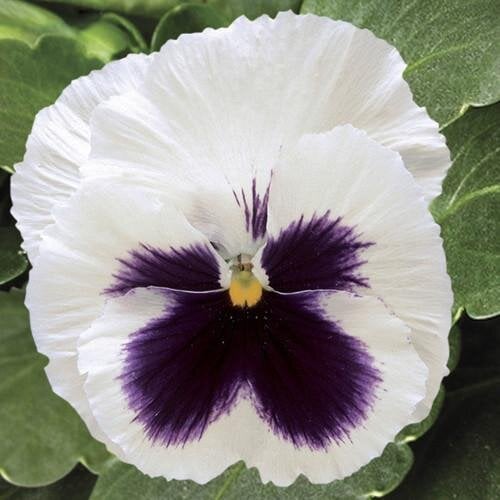 Семена цветов Виола Colossus F1 White with Blotch Syngenta 500 шт. (BN03145-2)