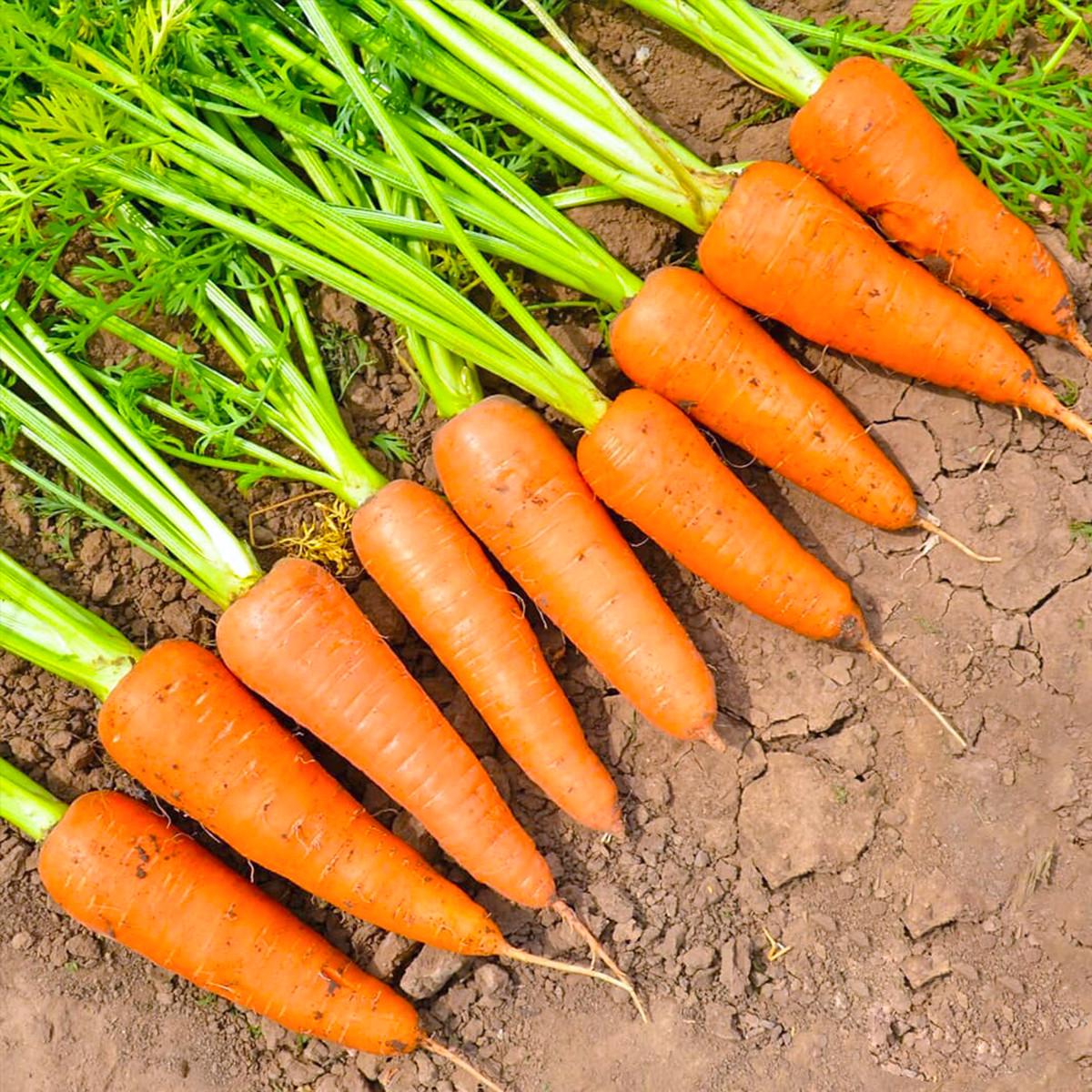 Насіння Cultiva Морква Абако F1 400 шт. (M1) - фото 4 Насіння Cultiva Морква Абако F1 400 шт. (M1) - фото 4