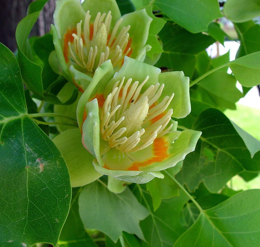 Семена Лириодендрон тюльпановый Тюльпановое дерево Liriodendron tulipifera 10 шт./уп.