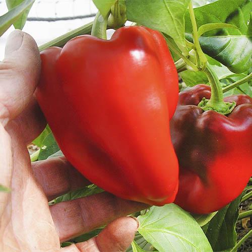 Семена Перець Florium Носоріг (17128)