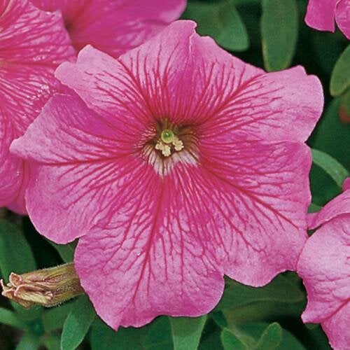 Семена цветов Петуния крупноцветковая Eagle Pink Vein Sakata 10 шт. (BN11805-4)