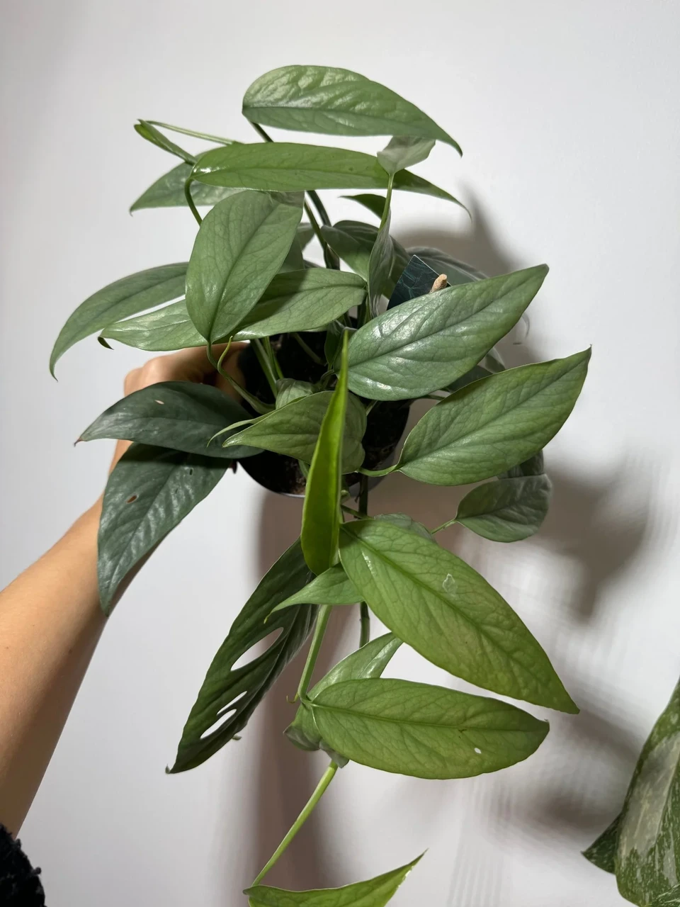 Эпипремнум Себу Блу 12/35 см (2681159145) - фото 2 Эпипремнум Себу Блу 12/35 см (2681159145) - фото 2