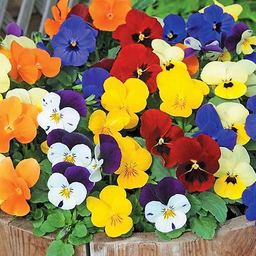 Семена Фиалка Florium Прозрачные кристаллы (6081)