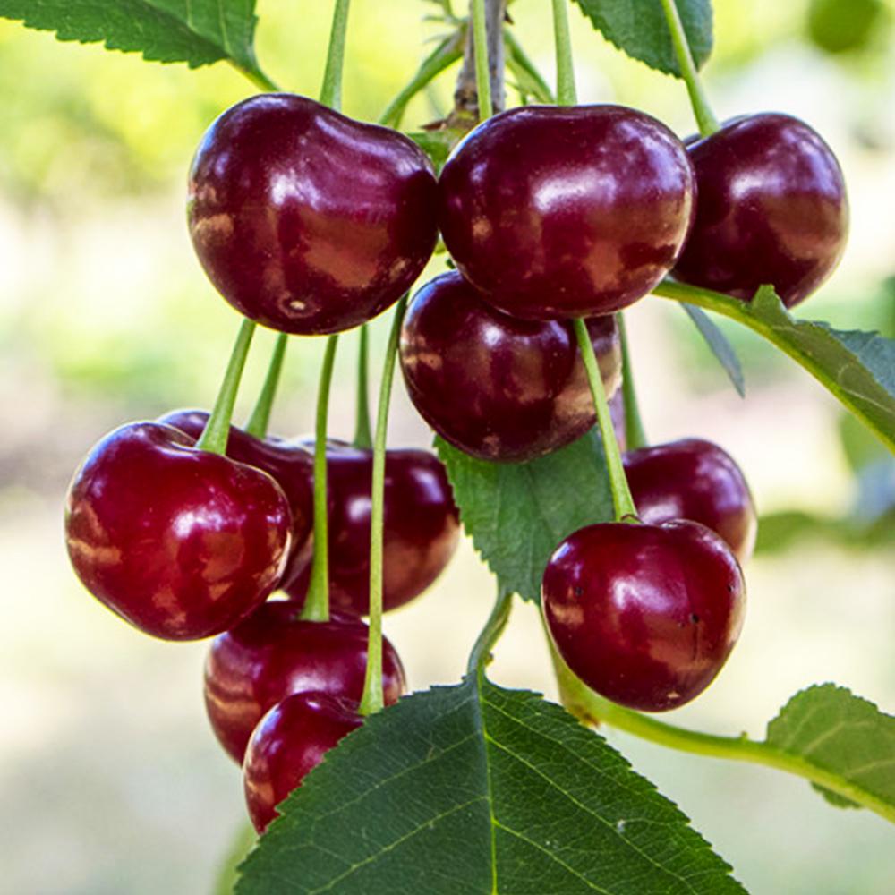 Саджанець вишні Ерді Великоплідна 2 річний (14965802)