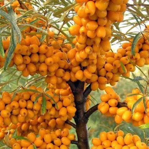 Саджанець обліпихи Лейкора жіноча середня (1316955467) - фото 2 Саджанець обліпихи Лейкора жіноча середня (1316955467) - фото 2