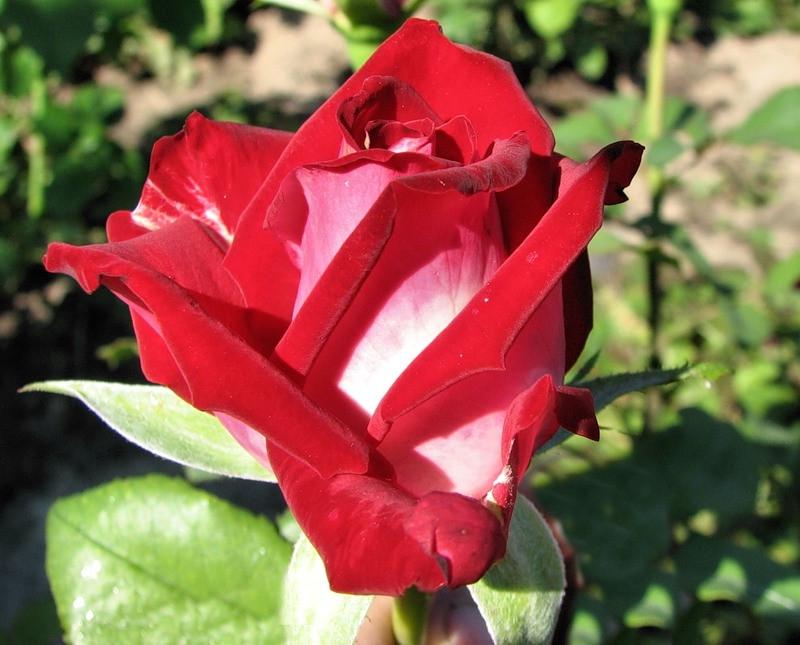 Роза Velet Luxor Чайно-гибридная в контейнере (2558773061) - фото 2 Роза Velet Luxor Чайно-гибридная в контейнере (2558773061) - фото 2