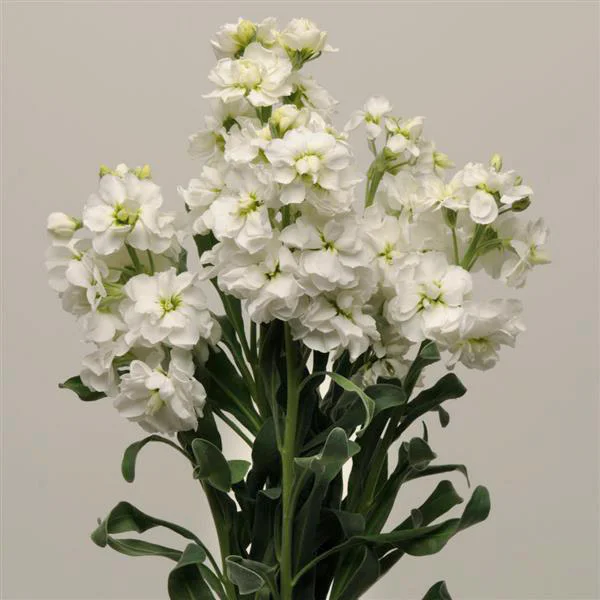Семена цветов Левкой поле срез COLUMN White GODDESS (BN01560)