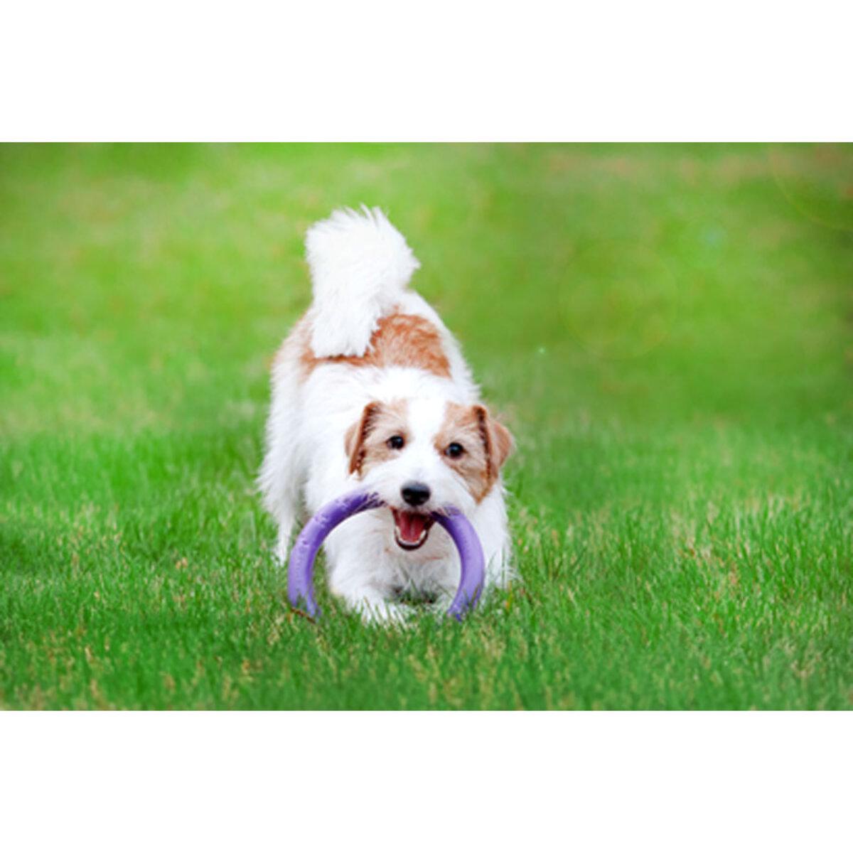 Тренувальний снаряд для собак PULLER Мini D 18 см (25881230) - фото 10 Тренувальний снаряд для собак PULLER Мini D 18 см (25881230) - фото 10