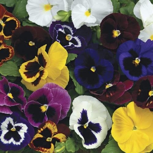 Семена цветов Виола Mammoth Mix Syngenta 25 шт. (BN03270-4)