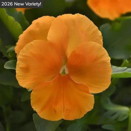 Семена цветов Виола ампельная PanAmerican Top Wave F1 Orange 100 шт. (BN13154-2)