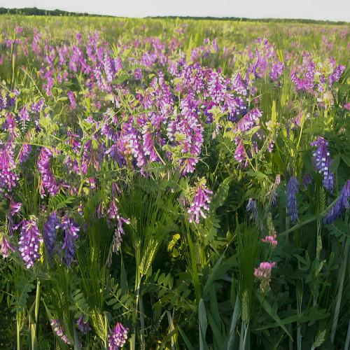 Вико-овсяная смесь 1 кг (27861347) - фото 2 Вико-овсяная смесь 1 кг (27861347) - фото 2