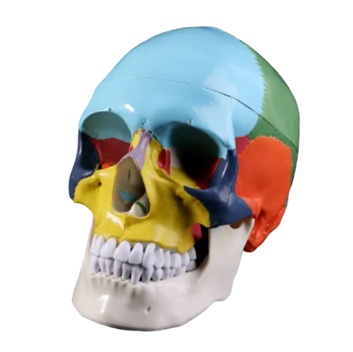 Анатомічна модель людського черепа 1:1 Різнокольоровий