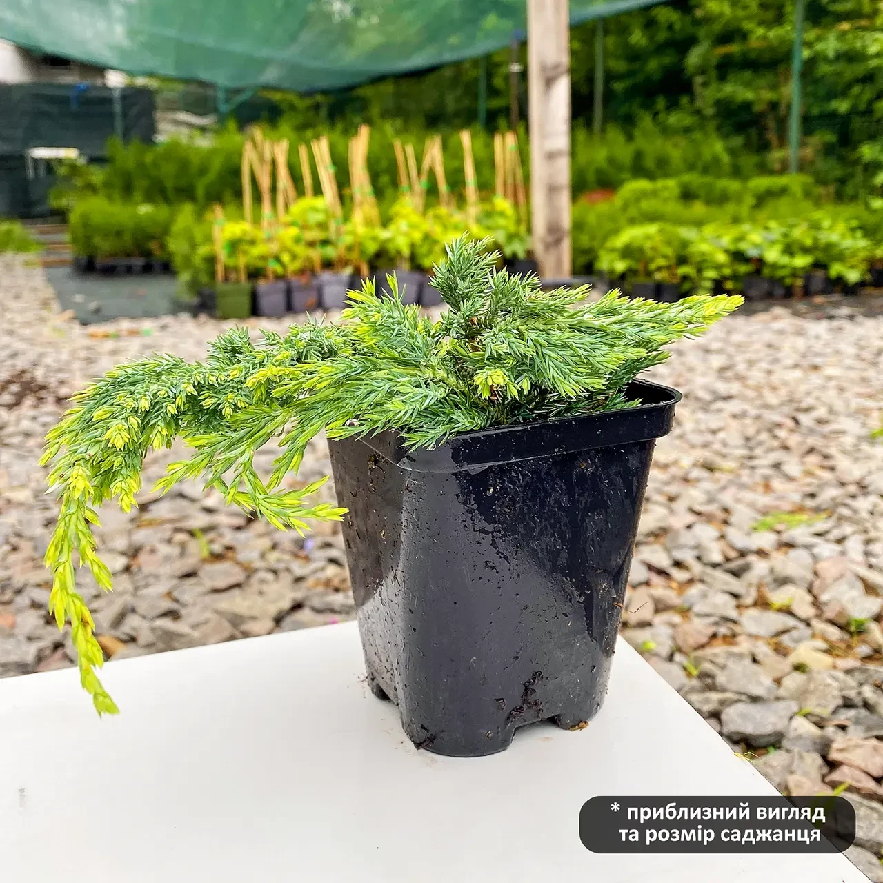 Саджанець ялівцю горизонтального Juniperus horizontalis Blue Chip Р9 (644870869) - фото 3