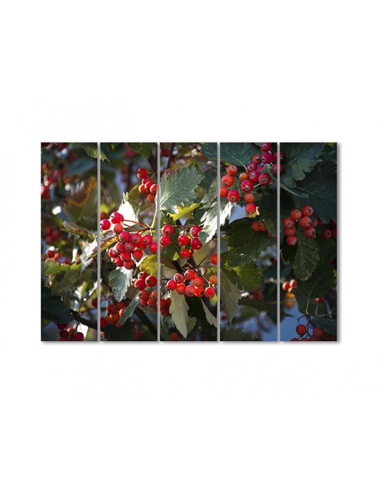 Картина модульная Рябина в солнечном свете 5 модулей 70x105 см (100833cvety_i_rasteniya)