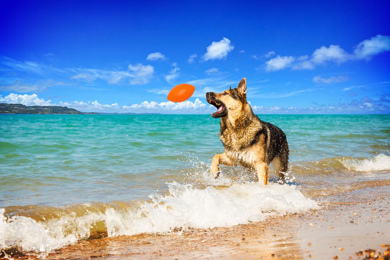 Ігровий м'яч для апортування PitchDog Sportball Помаранчевий (62414) - фото 4 Ігровий м'яч для апортування PitchDog Sportball Помаранчевий (62414) - фото 4