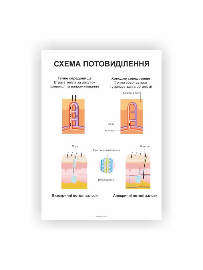 Плакат Vivay Система потоотделения 60х40 см (25635567)