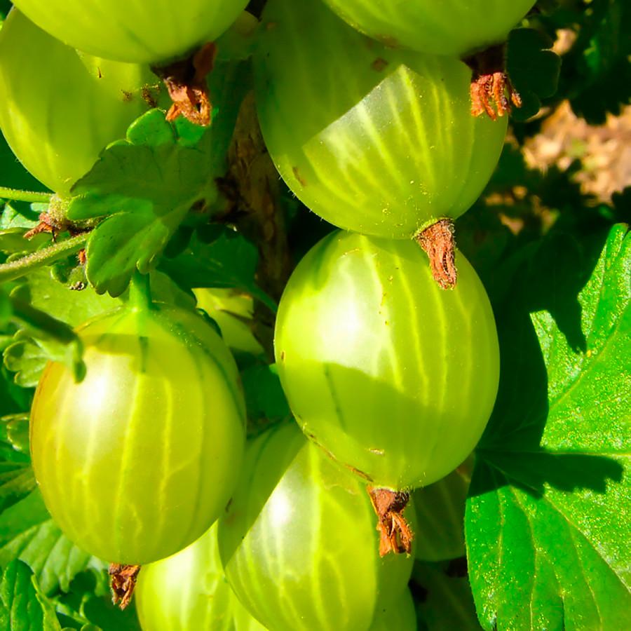 Саженцы крыжовника Донецкий крупноплодный ранний/великоплодный/ (644529836) Саженцы крыжовника Донецкий крупноплодный ранний/великоплодный/ (644529836)